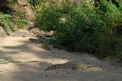 0749 Kuranda Koala Gardens